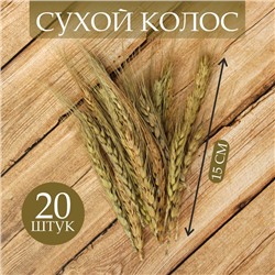 Сухой колос пшеницы, набор 20 шт.